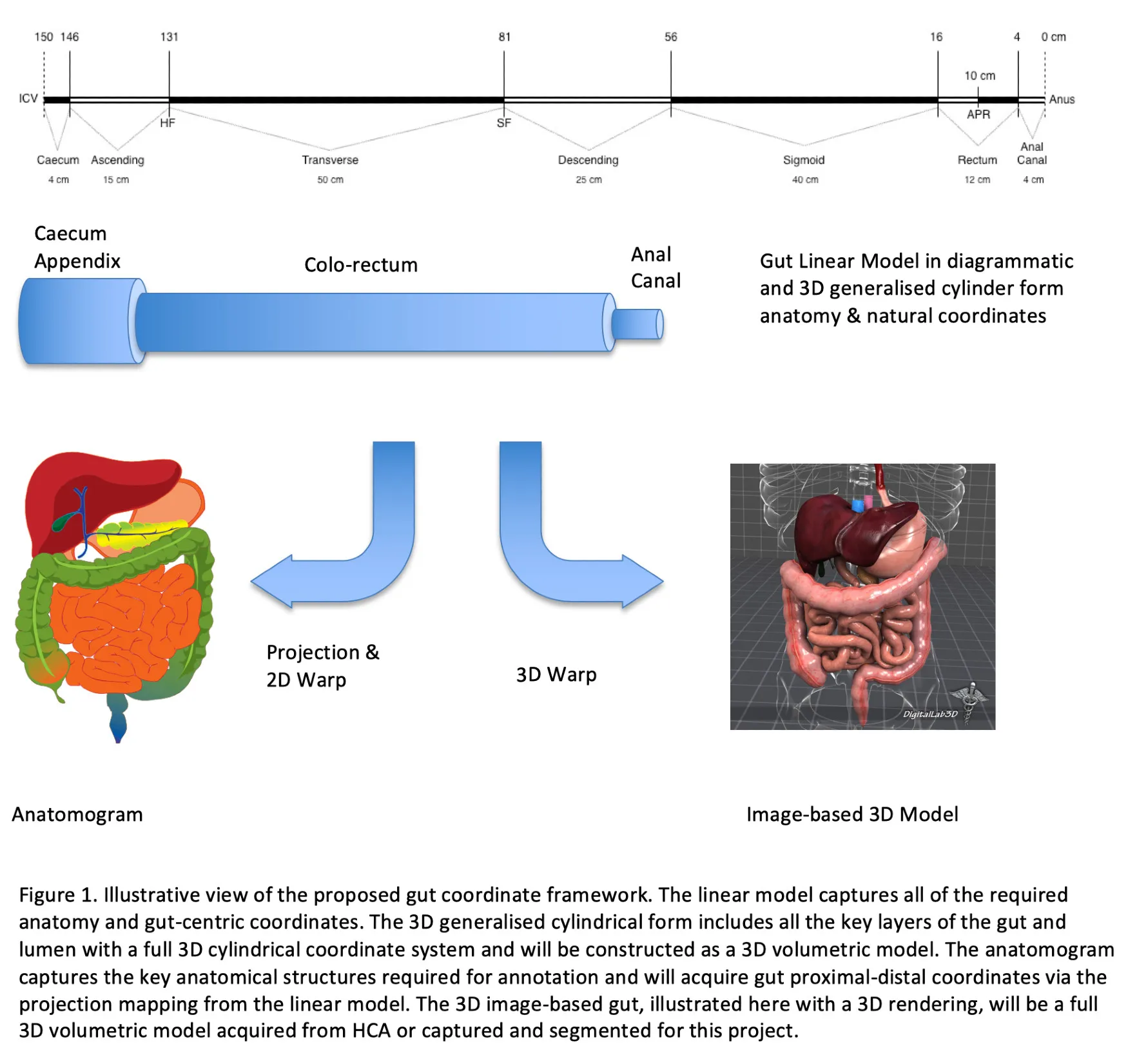 Gut Atlas Coordinate Framework