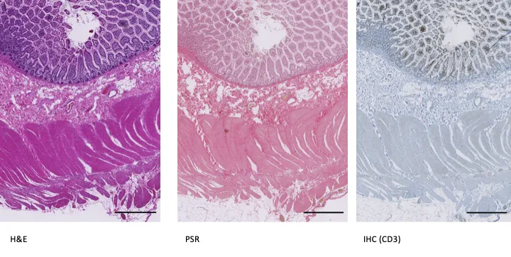 Examples of stained Healthy Ileum (Scale bar = 1000 µm)