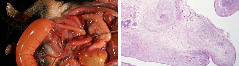 Left: Intestinal Atresia (puppy) and Right: Equine embryo head