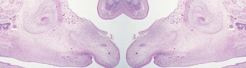 Equine embryo head